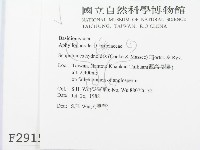 針齒銳岩菌藏品圖，第2張