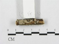 針齒銳岩菌藏品圖，第3張