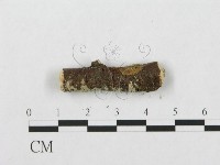 針齒銳岩菌藏品圖，第4張