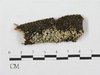 針齒銳岩菌藏品圖，第1張
