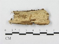 針齒銳岩菌藏品圖，第3張