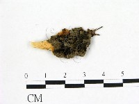 登錄號:F0002919藏品圖，第1張