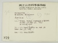 炭角菌屬藏品圖，第2張