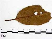 登錄號:F0002925藏品圖，第3張