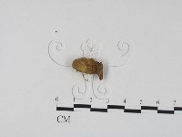 登錄號:F0002926藏品圖，第1張