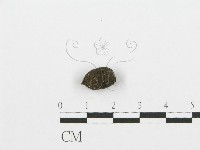登錄號:F0002929藏品圖，第3張