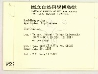 鬼傘屬藏品圖，第2張