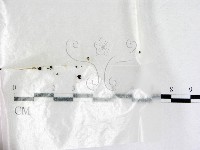 鬼傘屬藏品圖，第1張