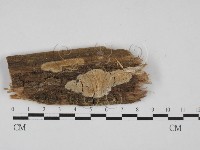 登錄號:F0002939藏品圖，第1張