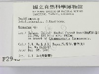 銳孔菌屬藏品圖，第2張