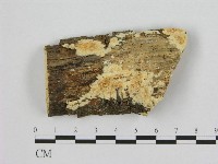 銳孔菌屬藏品圖，第1張