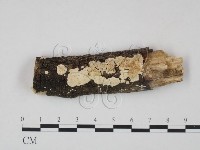 登錄號:F0002950藏品圖，第1張