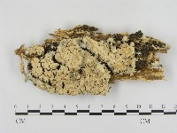 登錄號:F0002955藏品圖，第1張