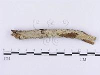 登錄號:F0002956藏品圖，第1張