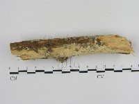 登錄號:F0002958藏品圖，第1張