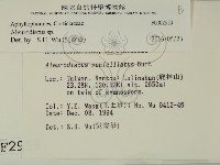 盤革菌屬藏品圖，第2張