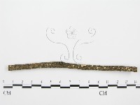 盤革菌屬藏品圖，第3張