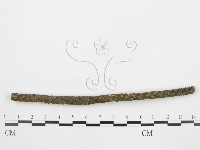 盤革菌屬藏品圖，第4張