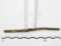 盤革菌屬藏品圖，第5張