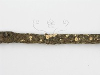 盤革菌屬藏品圖，第6張