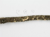 盤革菌屬藏品圖，第7張