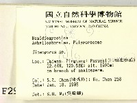 膠孔菌屬藏品圖，第2張