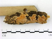 膠孔菌屬藏品圖，第3張