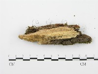 登錄號:F0002965藏品圖，第5張