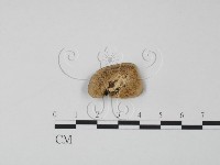 登錄號:F0002969藏品圖，第3張