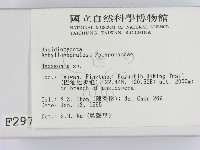 蜂窩菌屬藏品圖，第2張