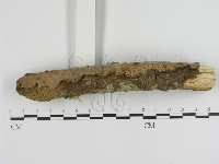 蜂窩菌屬藏品圖，第3張