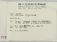 銳孔菌屬藏品圖，第2張