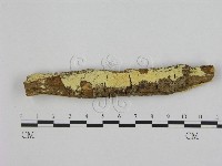 銳孔菌屬藏品圖，第1張