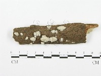 裂褶菌藏品圖，第1張