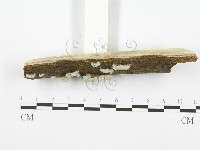 裂褶菌藏品圖，第3張