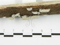 裂褶菌藏品圖，第4張