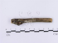 登錄號:F0002981藏品圖，第1張