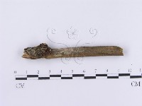 登錄號:F0002981藏品圖，第4張