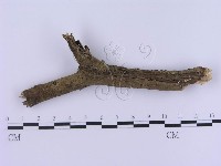 登錄號:F0002989藏品圖，第4張