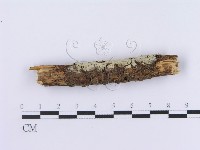 登錄號:F0002997藏品圖，第1張