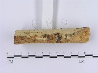 登錄號:F0002999藏品圖，第4張