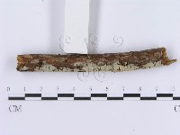 登錄號:F0003001藏品圖，第5張