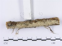 登錄號:F0003008藏品圖，第3張