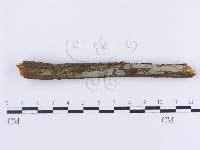 登錄號:F0003009藏品圖，第1張