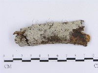 登錄號:F0003012藏品圖，第1張
