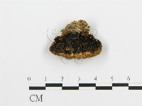 登錄號:F0003019藏品圖，第1張