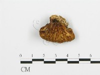 登錄號:F0003019藏品圖，第3張