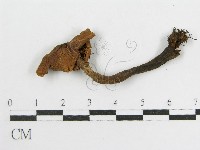 登錄號:F0003020藏品圖，第3張
