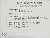 小菇屬藏品圖，第2張