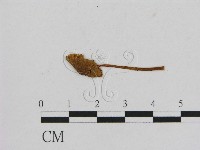 小菇屬藏品圖，第1張